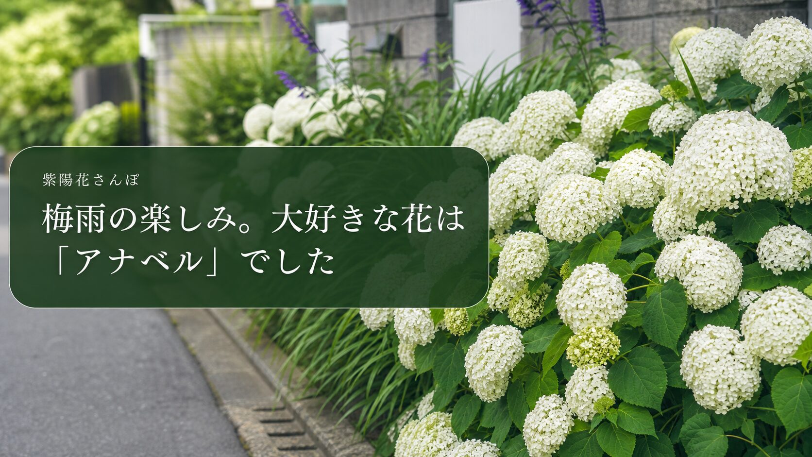 白いアナベルが咲く道と「梅雨の楽しみ。大好きな花はアナベルでした」の文字